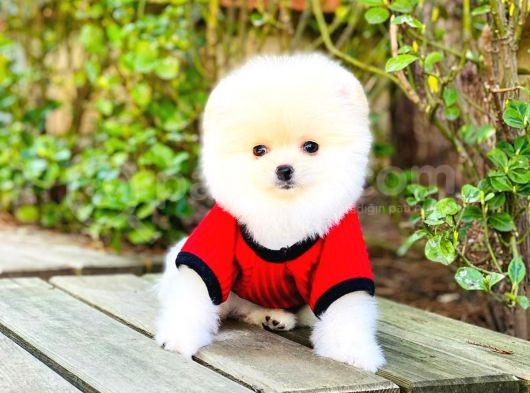 Yavru Pomerani̇an Boo görsel
