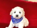Yavru Malti̇poo