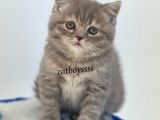 Sevimli Blue Tabby British Shorthair Erkek Yavru