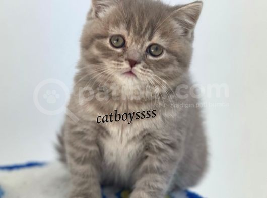 Sevimli Blue Tabby British Shorthair Erkek Yavru görsel