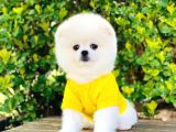 Yavru Pomerani̇an Boo