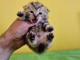 Scottish Fold Gold Tabby Dişi Erkek Yavrular Baba British Gold