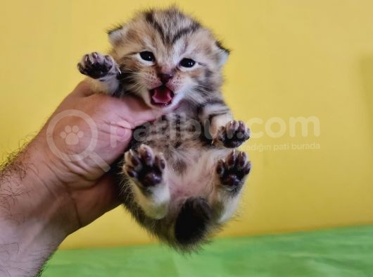 Scottish Fold Gold Tabby Dişi Erkek Yavrular Baba British Gold görsel
