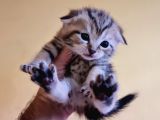 Scottish Fold Gold Tabby Dişi Erkek Yavrular Baba British Gold