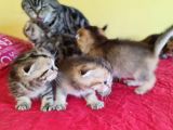 Scottish Fold Gold Tabby Dişi Erkek Yavrular Baba British Gold