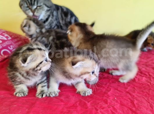 Scottish Fold Gold Tabby Dişi Erkek Yavrular Baba British Gold görsel