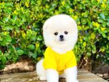 Yavru Pomerani̇an Boo