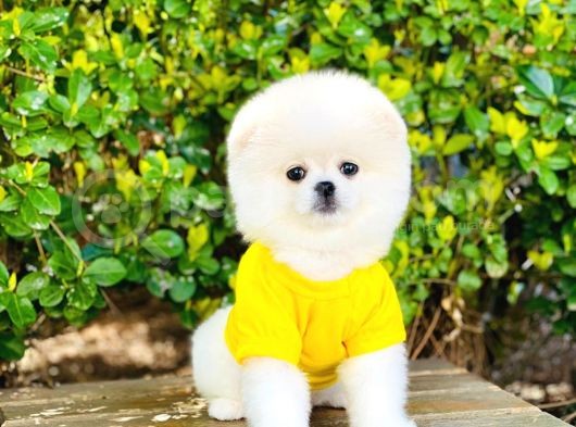 Yavru Pomerani̇an Boo görsel