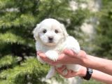 Yavru Malti̇poo