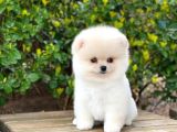 Yakişikli Pomerani̇an Boo