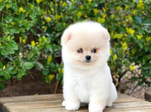 Yakişikli Pomerani̇an Boo görsel