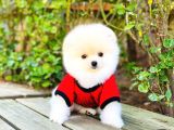 Yavru Pomerani̇an Boo
