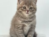 Sevimli Blue Tabby British Shorthair Erkek Yavru