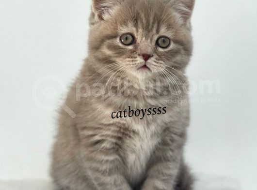 Sevimli Blue Tabby British Shorthair Erkek Yavru görsel