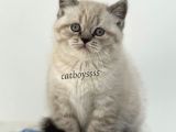 Lynx Point British Shorthair Erkek Yavru