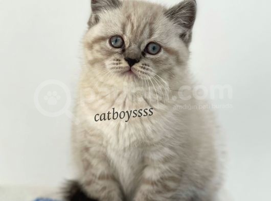 Lynx Point British Shorthair Erkek Yavru görsel