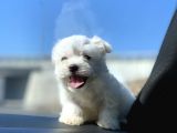 Safkan Maltese Terrier Yavrularımız