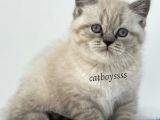 Lynx Point British Shorthair Erkek Yavru
