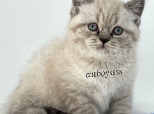 Lynx Point British Shorthair Erkek Yavru görsel