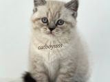 Lynx Point British Shorthair Erkek Yavru