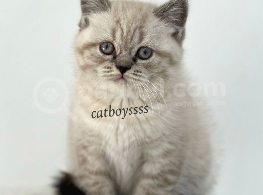 Lynx Point British Shorthair Erkek Yavru görsel