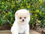 Yakişikli Pomerani̇an Boo