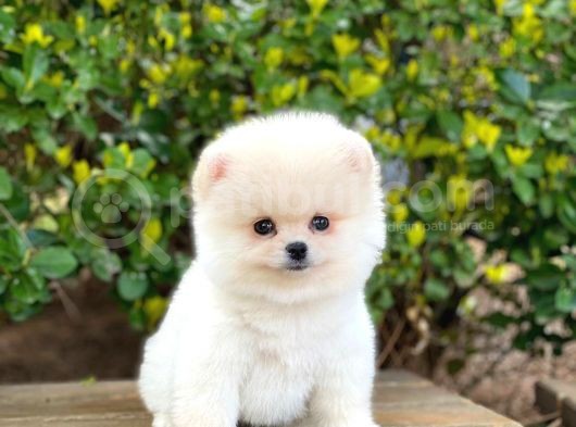 Yakişikli Pomerani̇an Boo görsel