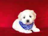 Yavru Malti̇poo