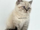 Lynx Point British Shorthair Erkek Yavru