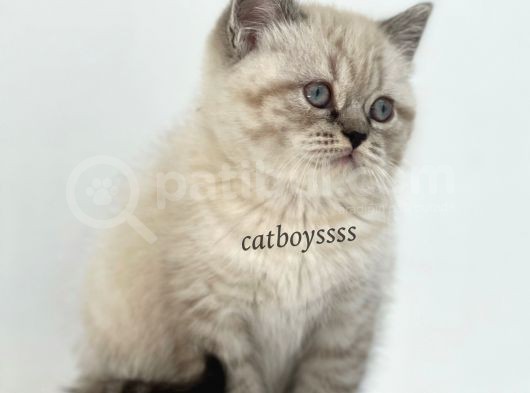Lynx Point British Shorthair Erkek Yavru görsel