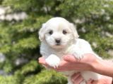 Yavru Malti̇poo