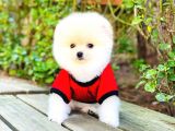 Yavru Pomerani̇an Boo