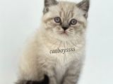 Lynx Point British Shorthair Erkek Yavru