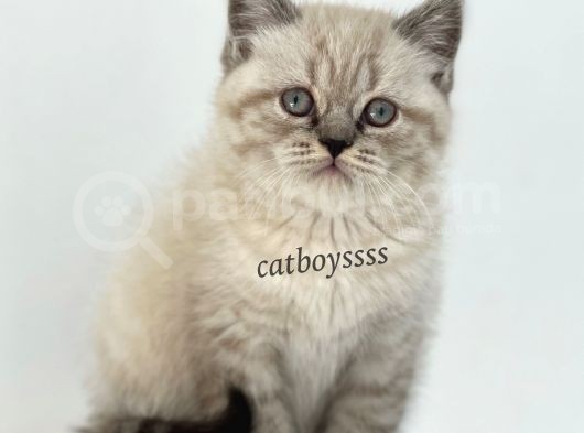 Lynx Point British Shorthair Erkek Yavru görsel
