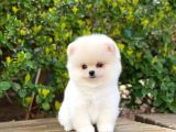 Yakişikli Pomerani̇an Boo