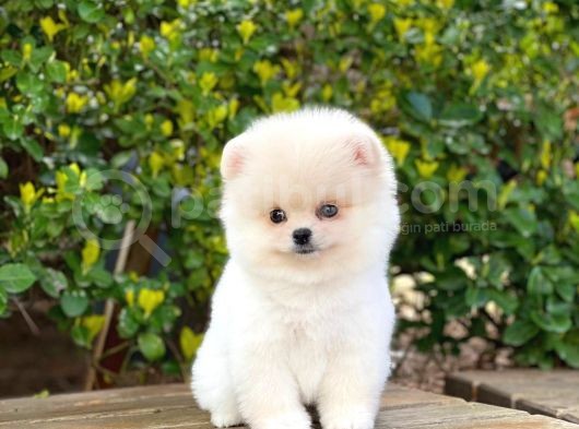 Yakişikli Pomerani̇an Boo görsel