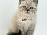 Lynx Point British Shorthair Erkek Yavru