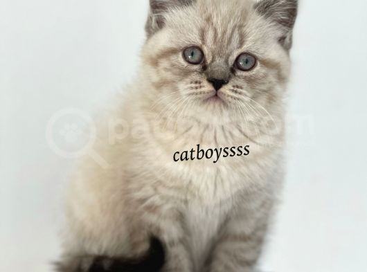 Lynx Point British Shorthair Erkek Yavru görsel