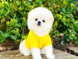 Yavru Pomerani̇an Boo