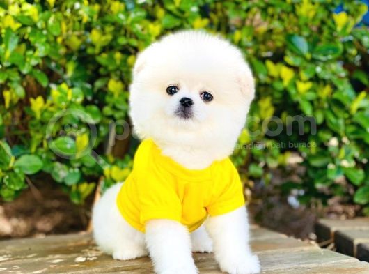Yavru Pomerani̇an Boo görsel