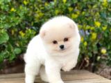 Yakişikli Pomerani̇an Boo
