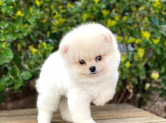 Yakişikli Pomerani̇an Boo görsel