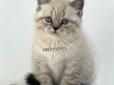 Lynx Point British Shorthair Erkek Yavru