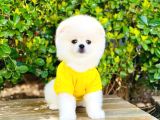 Yavru Pomerani̇an Boo