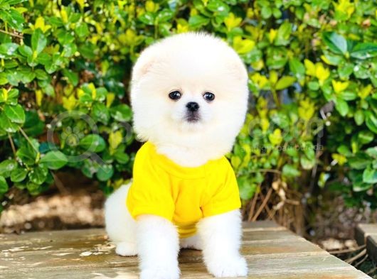 Yavru Pomerani̇an Boo görsel