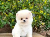 Yakişikli Pomerani̇an Boo