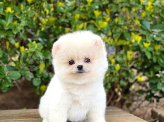 Yakişikli Pomerani̇an Boo