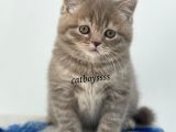 Sevimli Blue Tabby British Shorthair Erkek Yavru