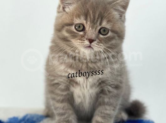 Sevimli Blue Tabby British Shorthair Erkek Yavru görsel