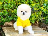Yavru Pomerani̇an Boo